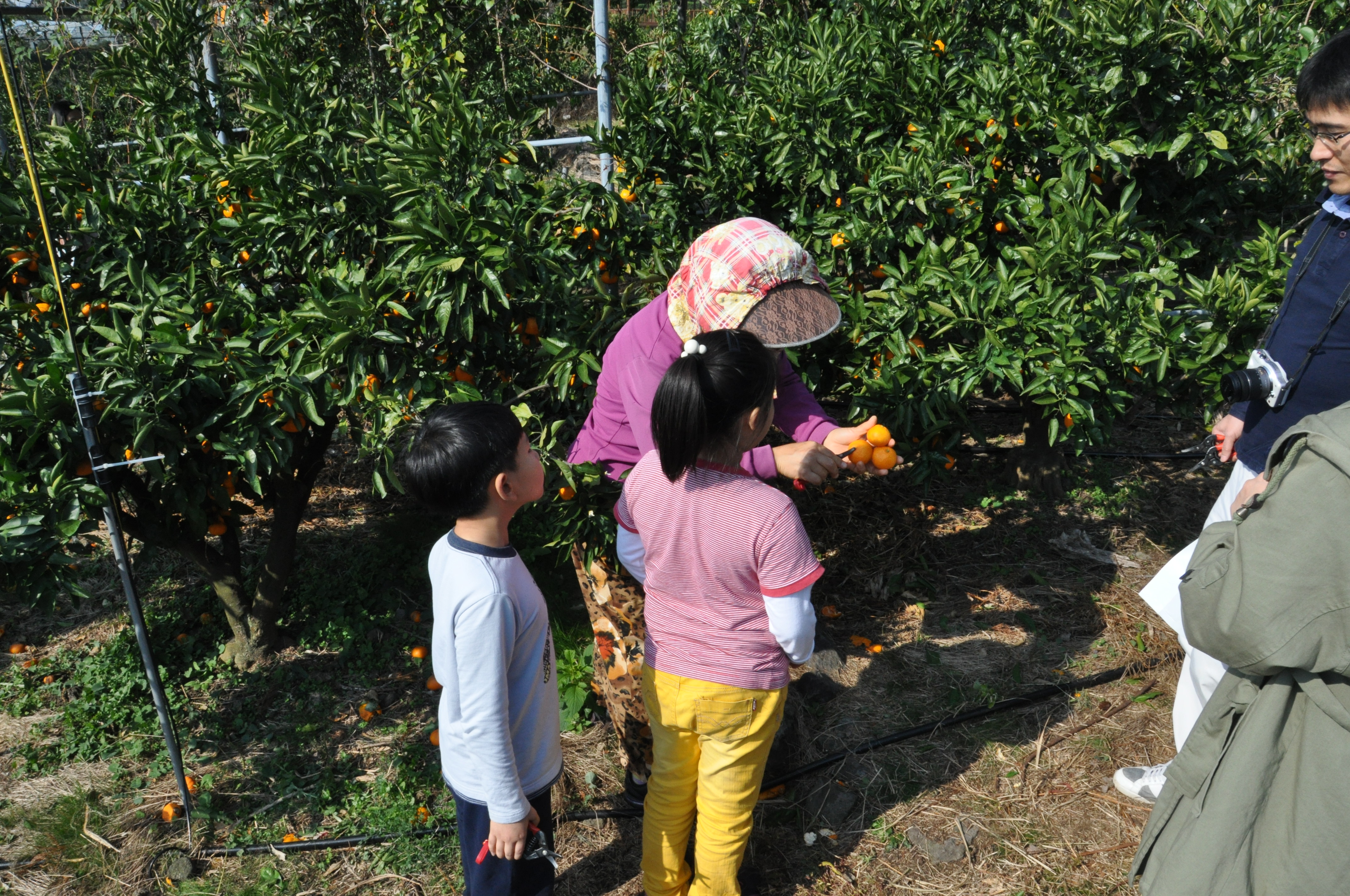 감귤따기 체험 현장